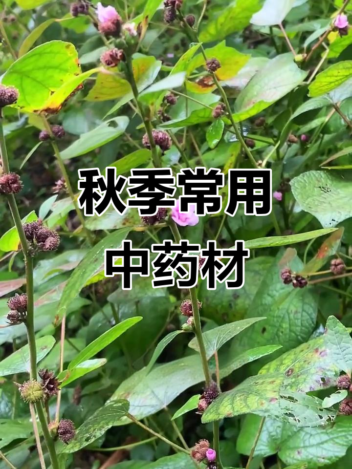 秋季常见30种中草药植物,了解它们的功效与作用