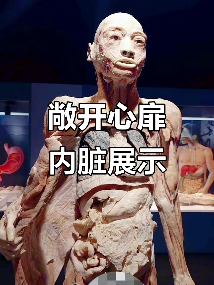 内脏解剖大揭秘,带你了解人体内部结构