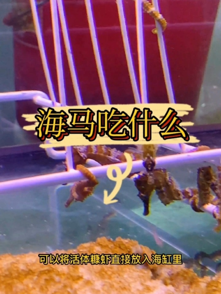 海马吃什么?