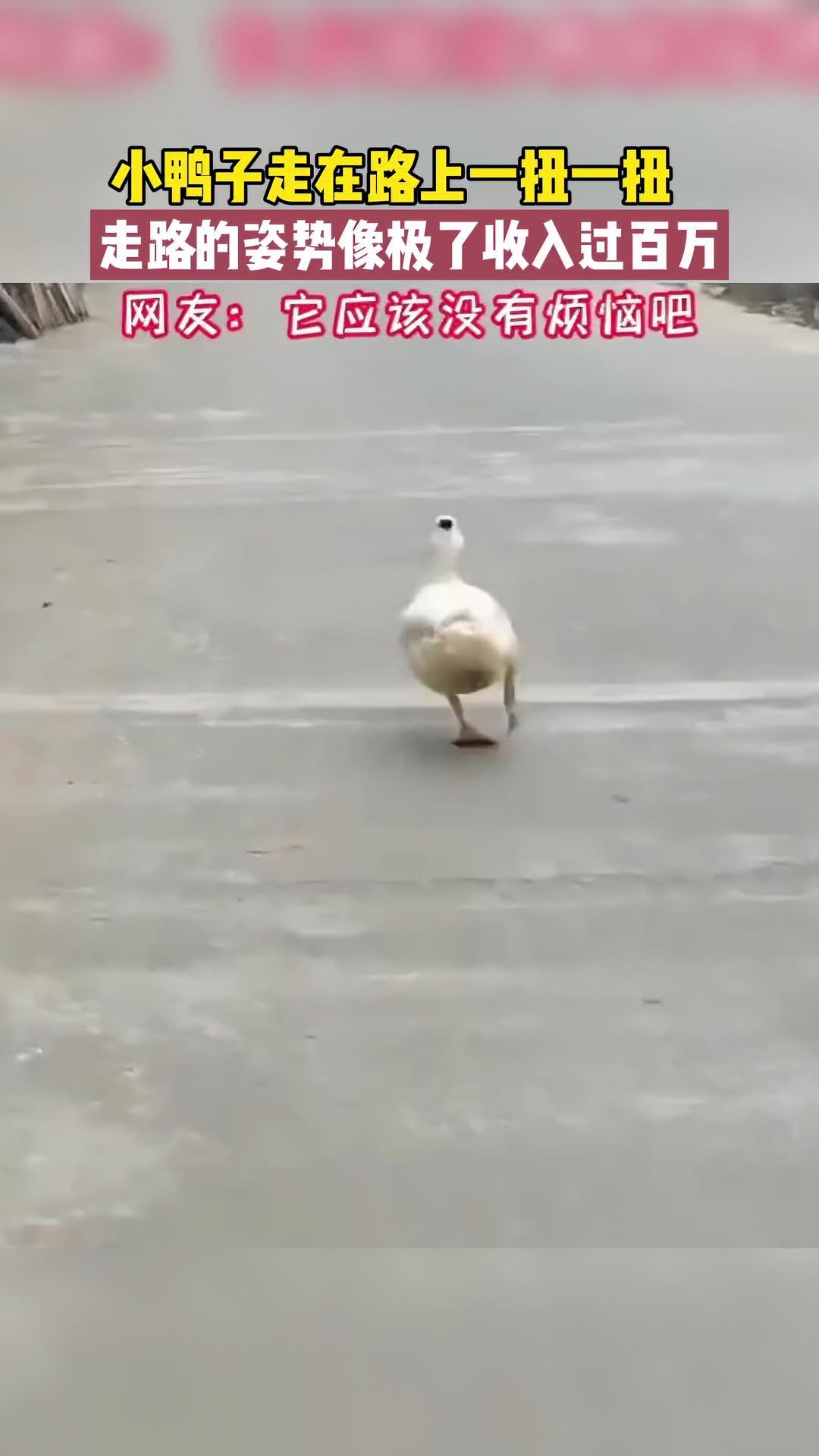 小鸭子走在路上一扭一扭,走路的姿势像极了收入过百万 无忧无虑的步伐 鸭子 小动物们能有多治