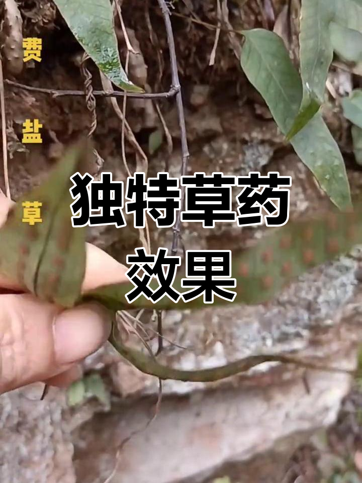 金鸡脚与鹅掌草的神奇功效