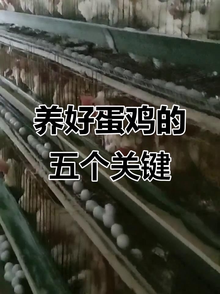 蛋鸡养殖五大常见病防治技巧,轻松应对各种问题