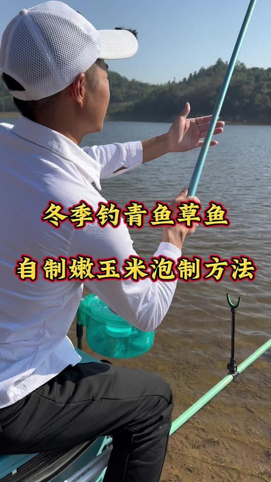 冬季用此玉米泡制方法钓青鱼草鱼，自制饵料爆护