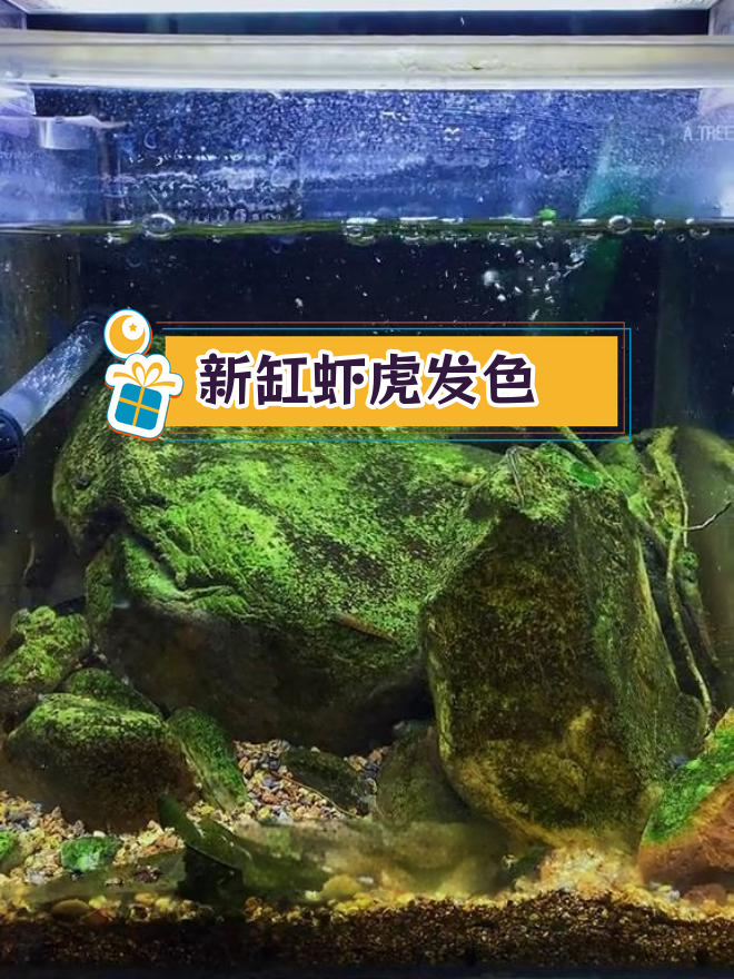 虾虎鱼新缸发色惊艳