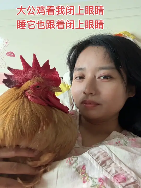 大公鸡竟需人抱着才能安心睡觉