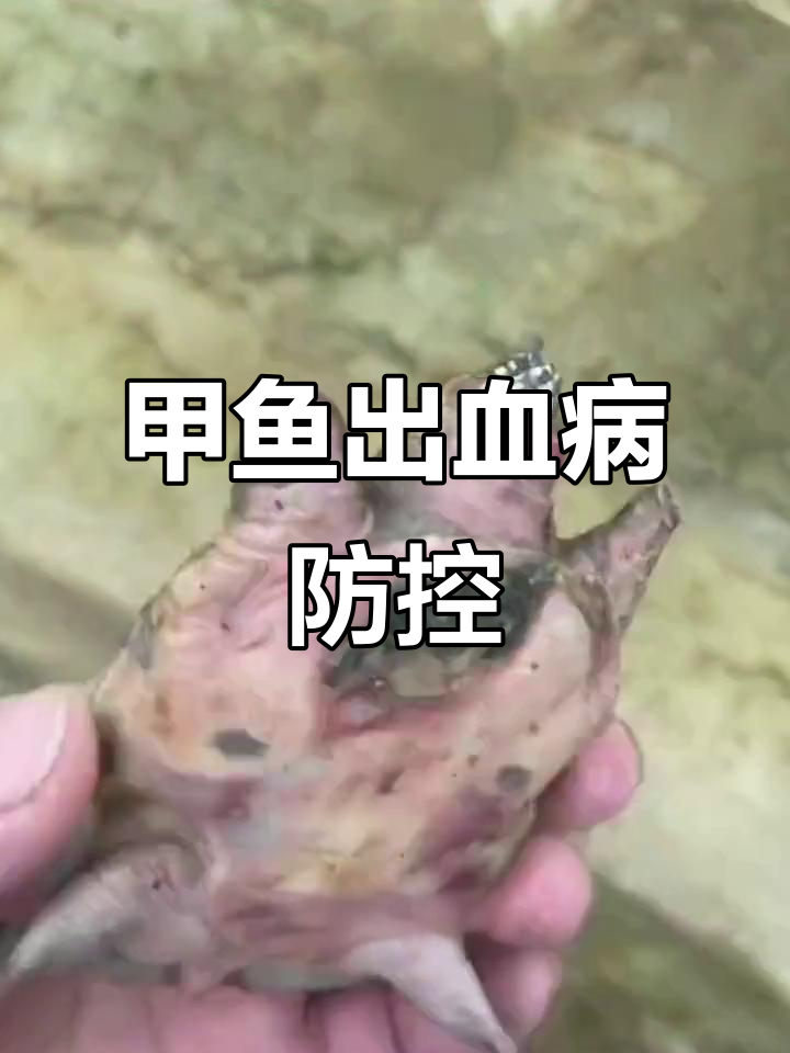 甲鱼出血病防治全攻略:水质管理、药物控制与护理技巧