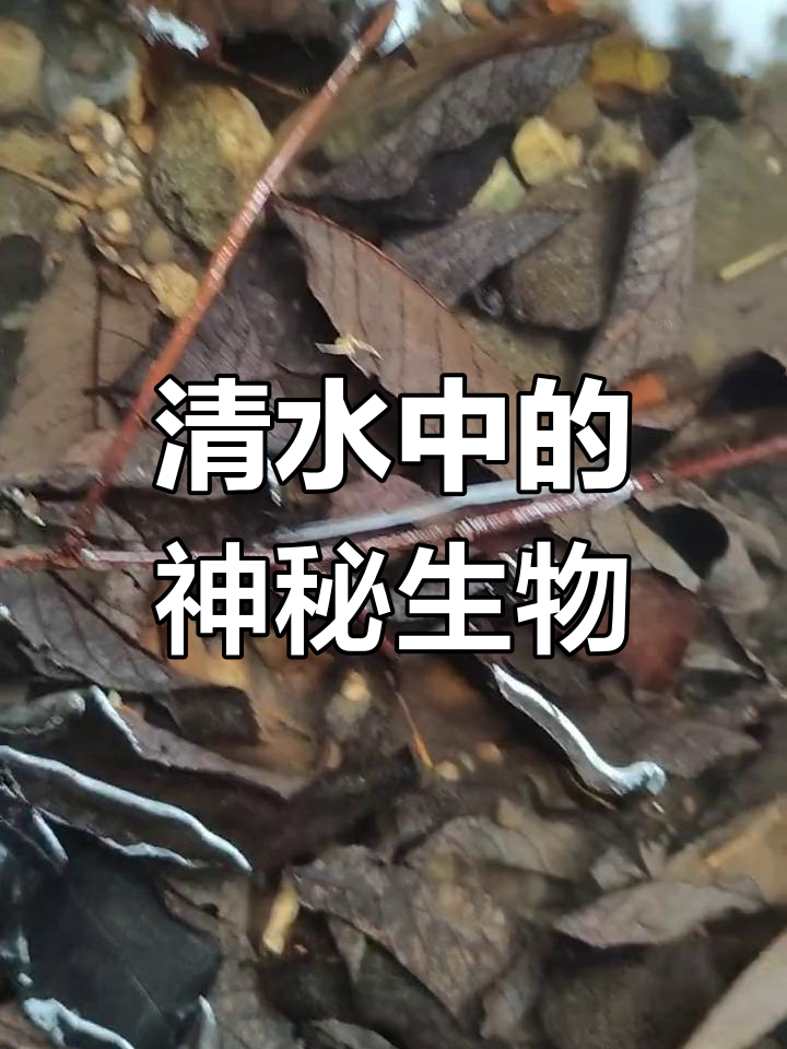 淡水钩虾,外形似虾,生活在清澈溪流中