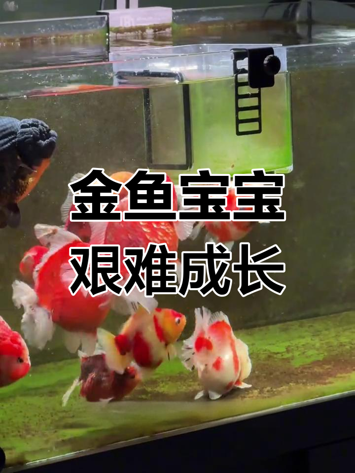 金鱼自然繁殖,七条小鱼奇迹生还,大鱼又带来新生命