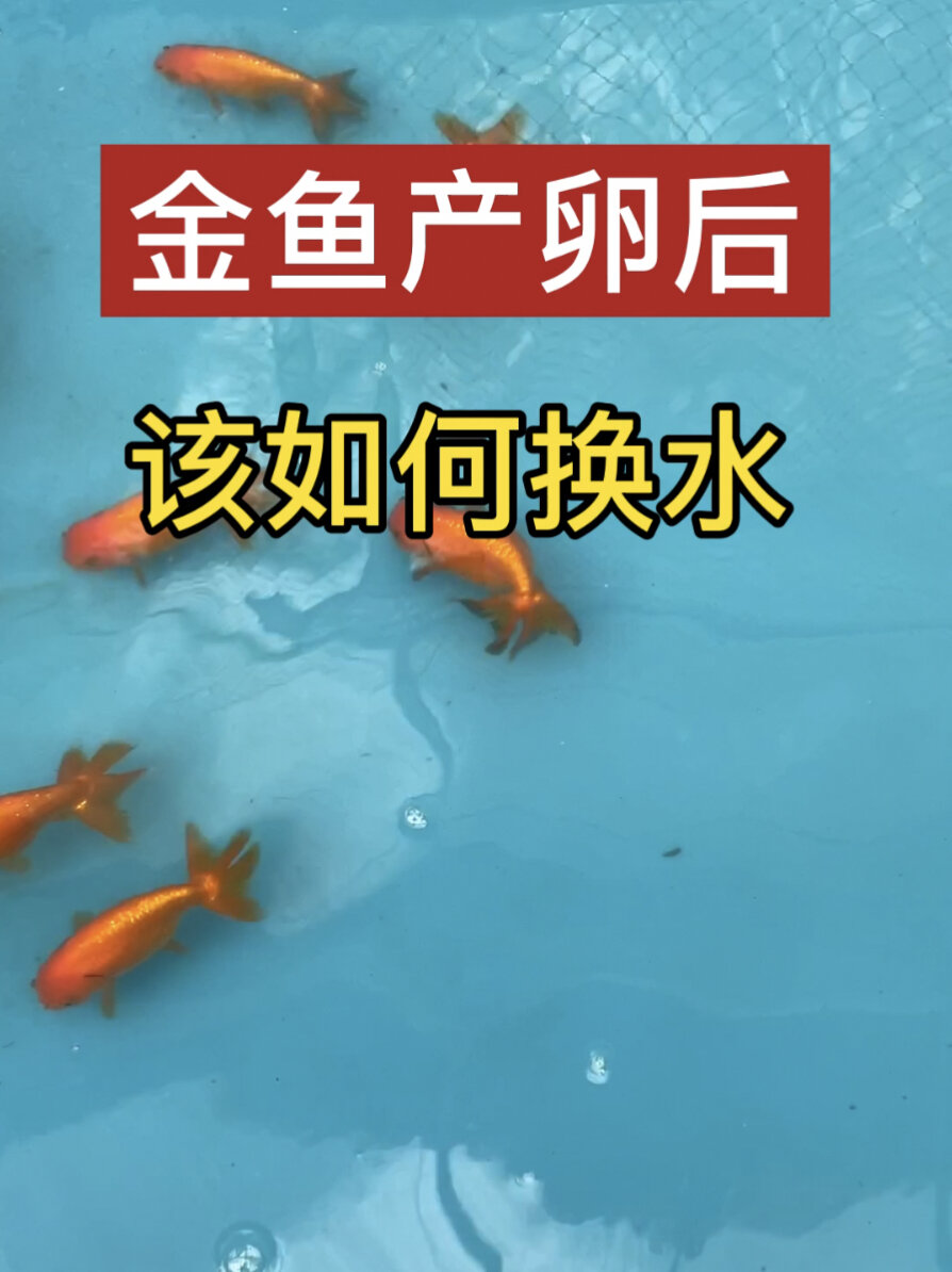 金鱼产卵后该如何换水