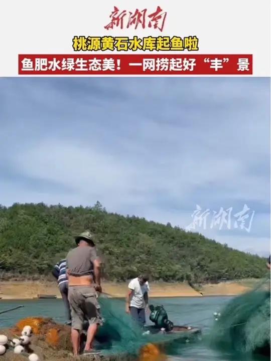 鱼肥水绿生态美!8月16日,桃源黄石水库起鱼啦!一条条肥美的麻白鲢欢腾着跃出水面,在阳光下