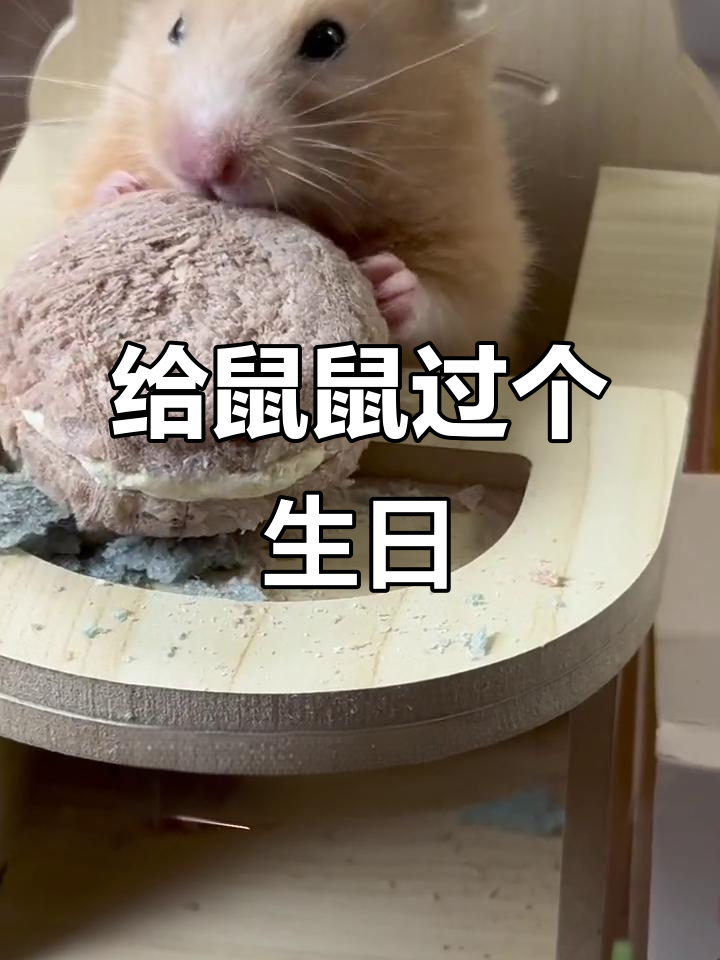 鼠鼠也能过生日,马卡龙蛋糕和羊奶冻干来庆祝