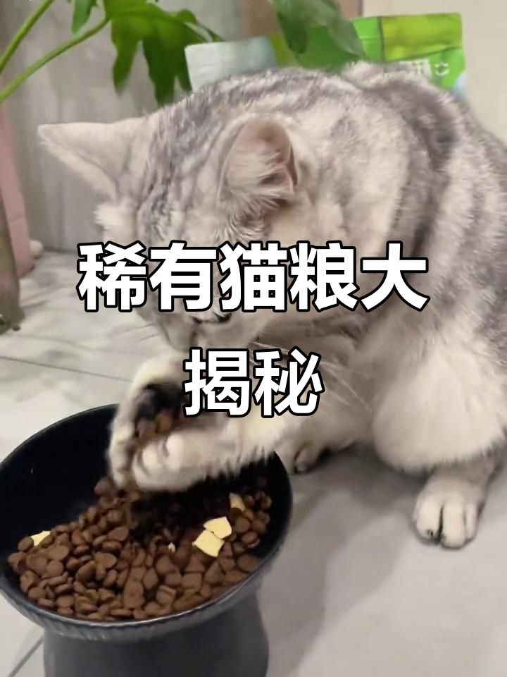 这些稀有猫粮,你家小猫吃过吗?鹿肉、袋鼠肉都在其中