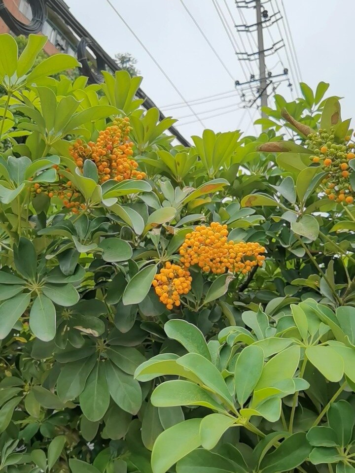 第一次见鹅掌柴开花结果,原来这么漂亮!