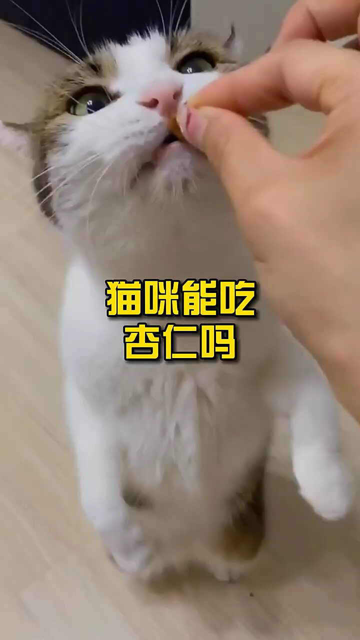 猫咪能吃杏仁吗?