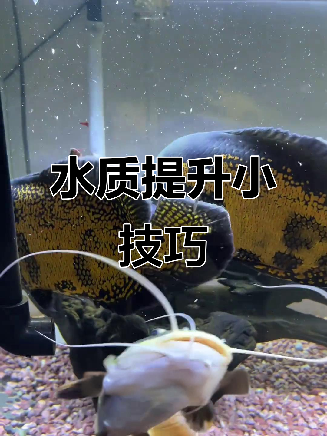 鱼缸水质差?造景有窍门,解决常见问题!