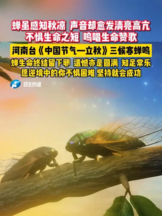 河南台《中国节气—立秋》三候寒蝉鸣,蝉虽感知秋凉,声音却愈发清亮高亢,不惧生命之短,鸣唱生