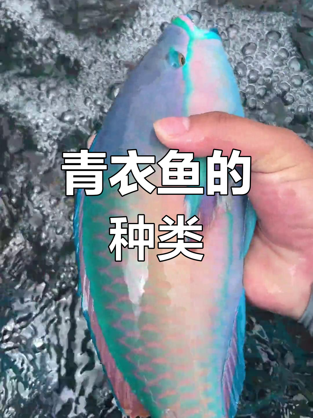 西沙群岛青衣鱼种类大揭秘,稀有品种让人惊叹