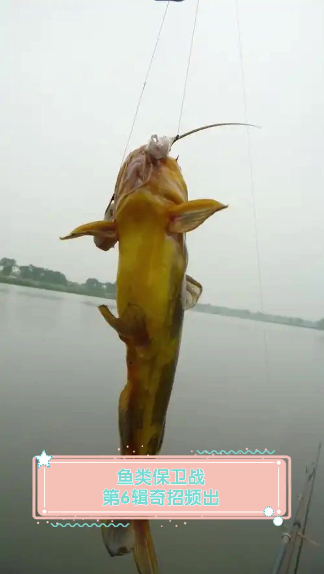 鱼类保卫战,第6辑奇招频出