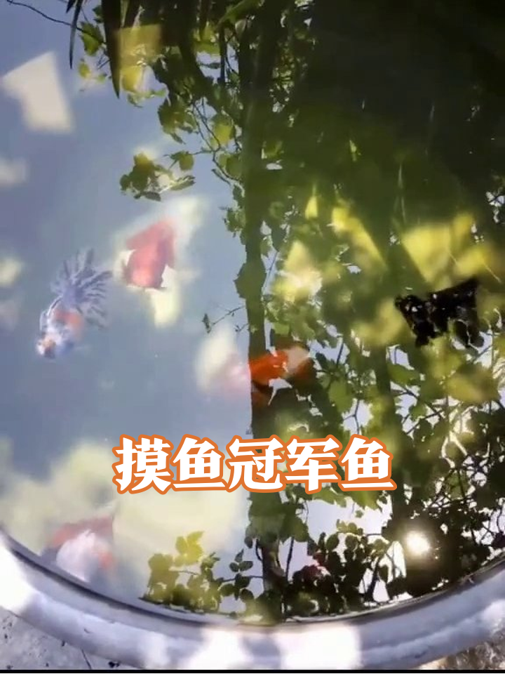 养鱼界摸鱼冠军!金鱼摆烂混水不内卷,网友:这不就是我上班状态?