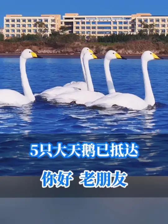 首批5只大天鹅抵达威海,雪后天鹅湖美如童话,你会来吗?