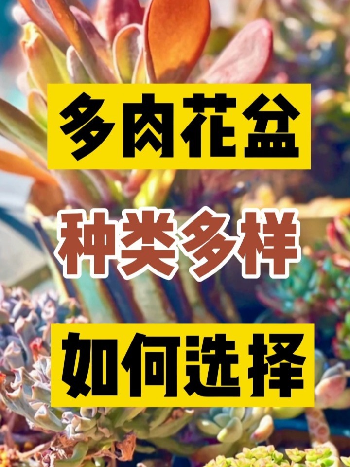 多肉花盆种类多样该如何选择呢?