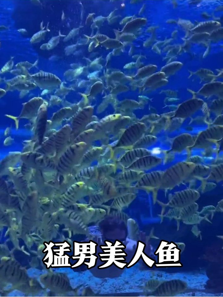 上海海洋馆惊现猛男美人鱼!鱼群:这哥俩熟