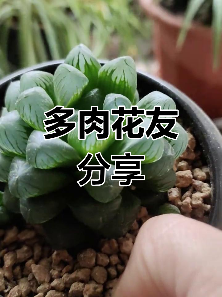 玉露与子宝锦打包发货,多肉花园的美丽瞬间