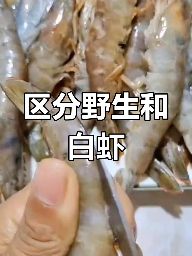 如何辨别纯野生白虾与养殖虾