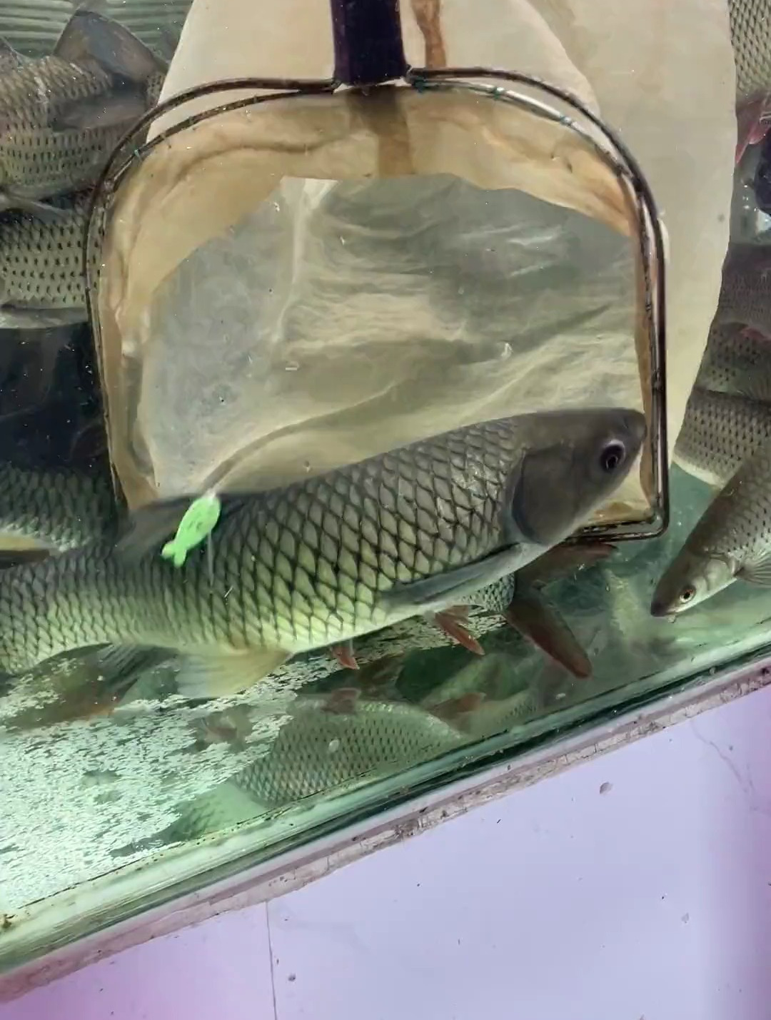 从横县老家拿上来的深井冷水草鱼，做成鱼生非常清脆爽口