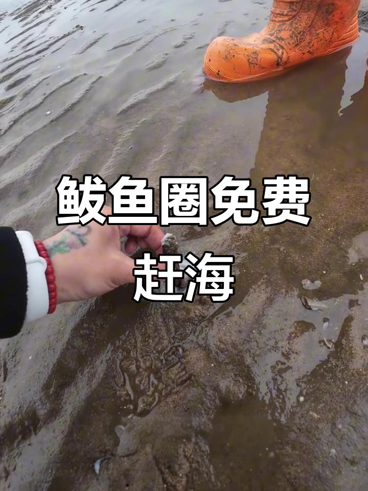 鲅鱼圈新赶海地，免费钓蛏子享受海边乐趣