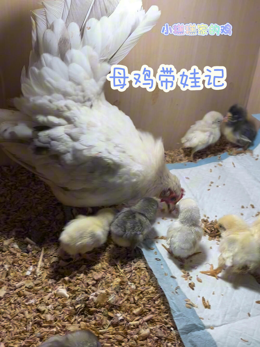 母鸡孵化小鸡2