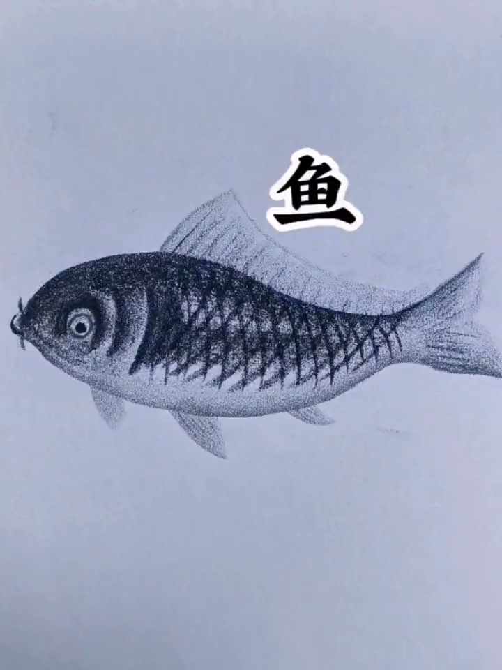 鱼的简单画法,一学就会!