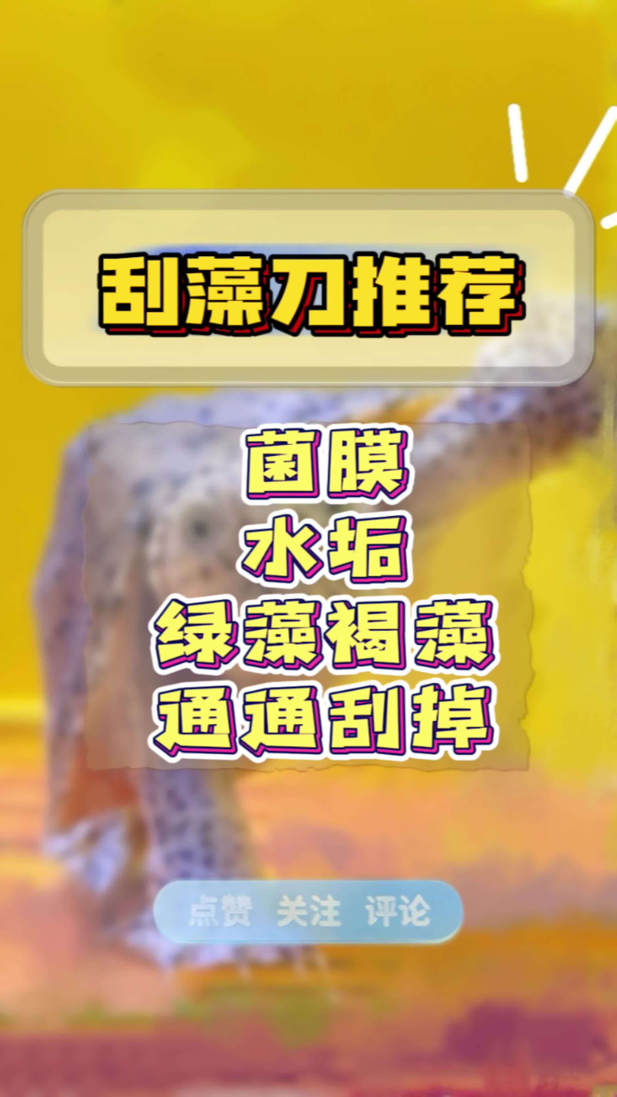 鱼缸龟缸里的绿藻、褐藻、菌膜、水垢各种污垢问题一把刮藻刀通通搞定!便宜好用,搞起来吧!养龟