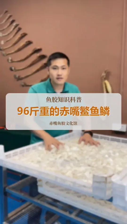 96斤的赤嘴鱼鳞