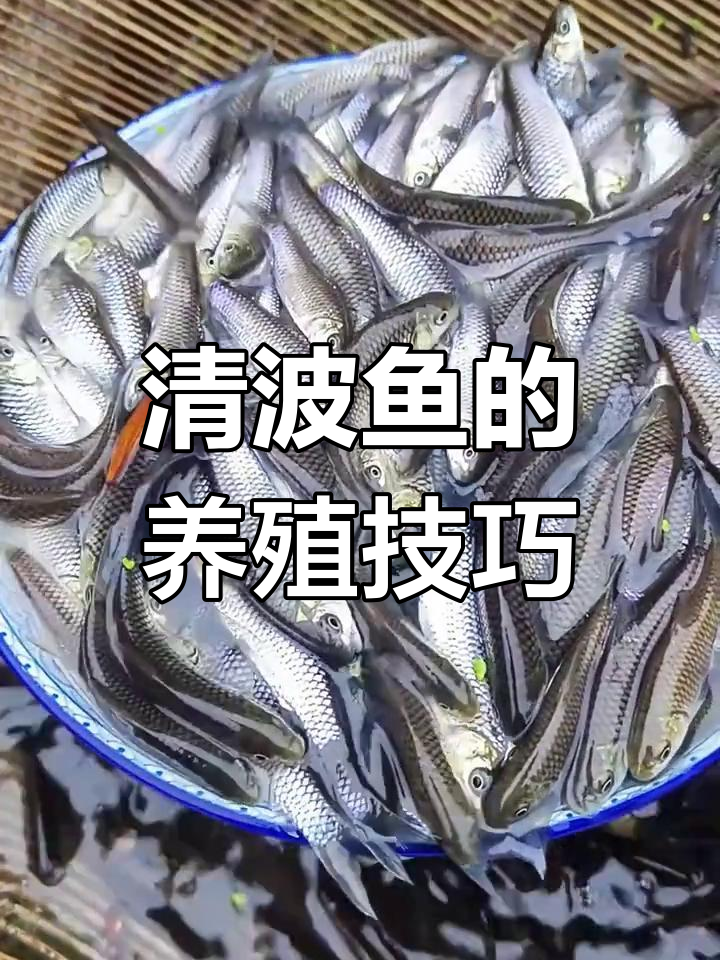 青波鱼:长江特产草食性鱼类