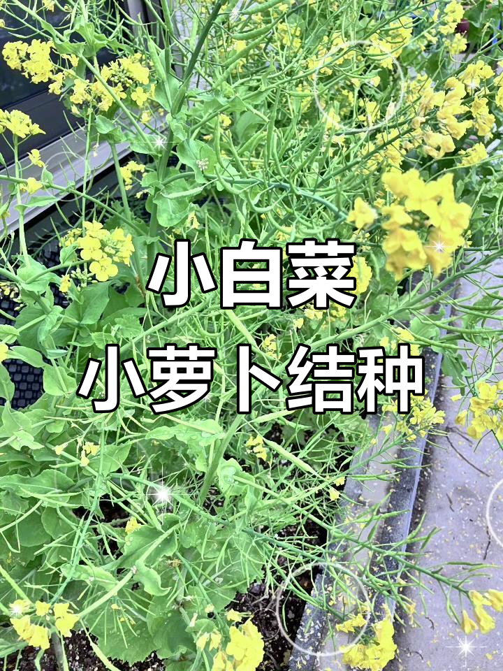 小白菜和小萝卜都开花结种子了，哥哥的男也来了！