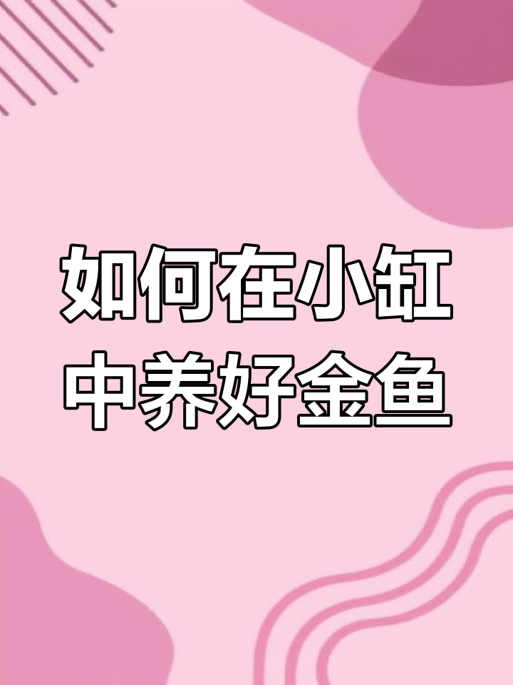 小鱼缸养金鱼的技巧