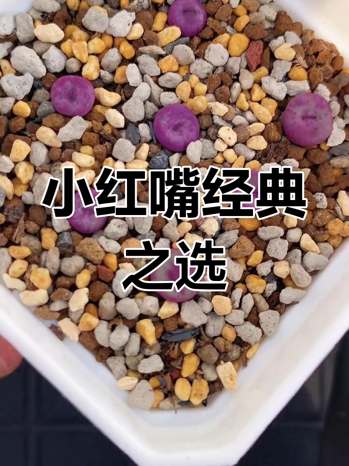 超越经典的SH2736,小红嘴的独特魅力