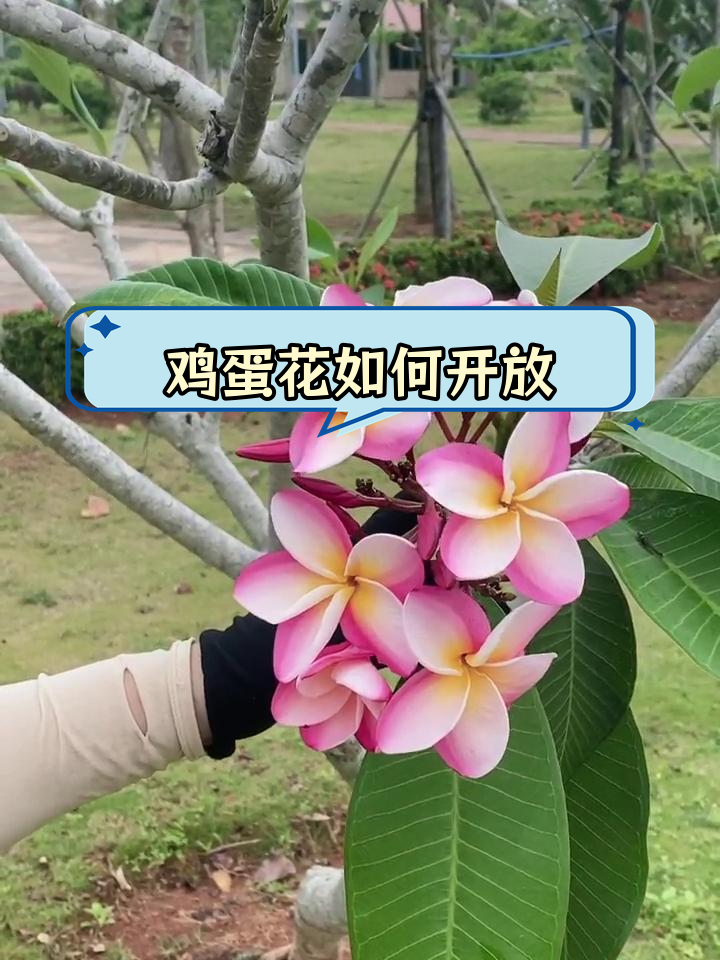 鸡蛋花的生长与开花过程