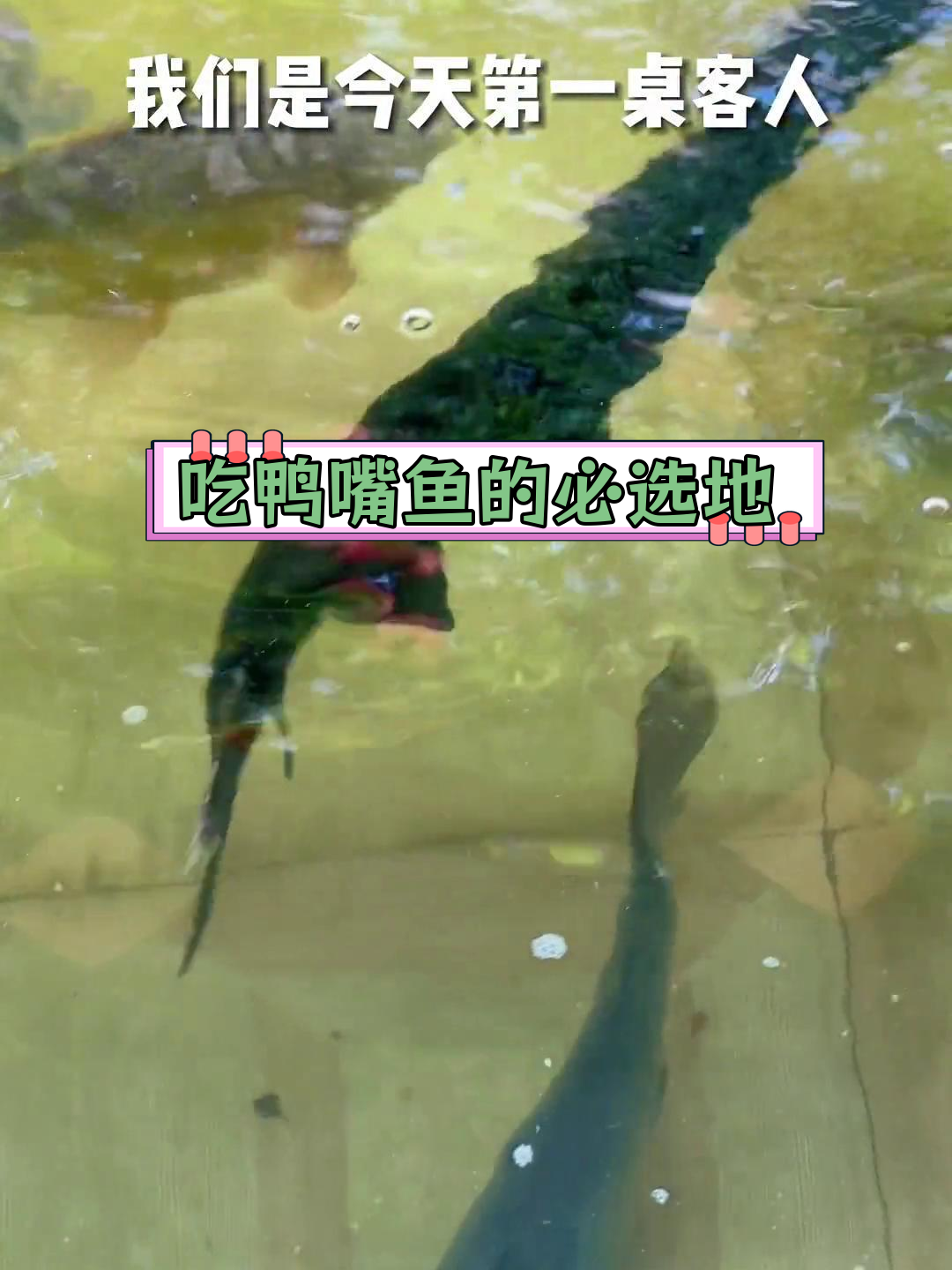 银湖鸭嘴鱼,坐船去吃的美味