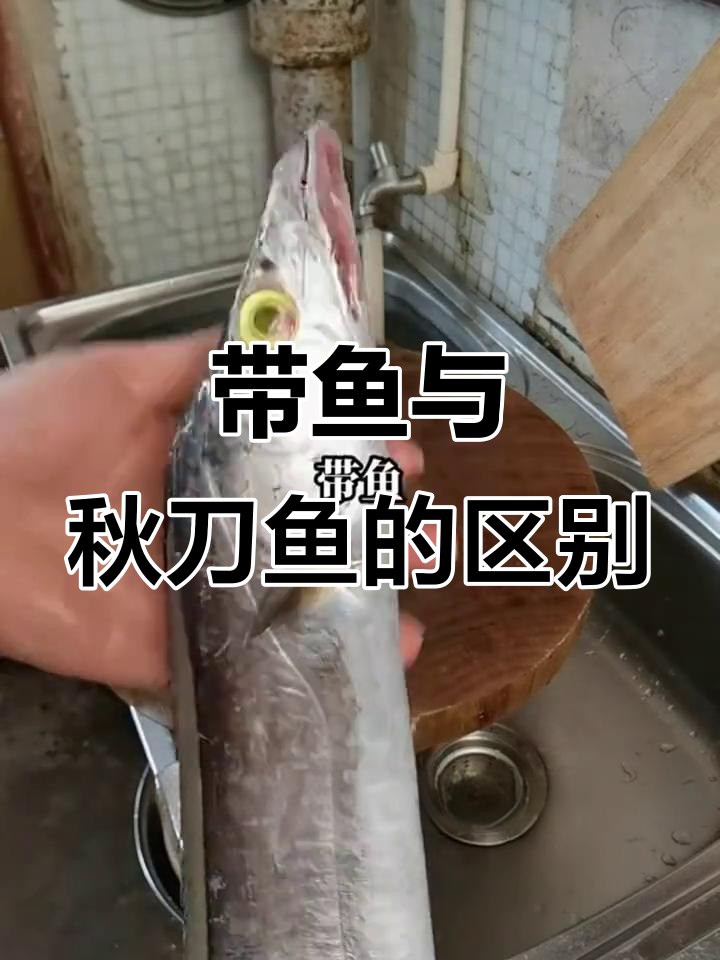 带鱼和秋刀鱼的“兄弟”情深，一个冷宫一个夜市