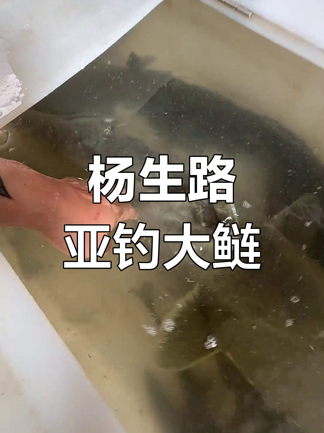 巨物来袭!杨生钓获野生鲢鱼,手杆挑战极限