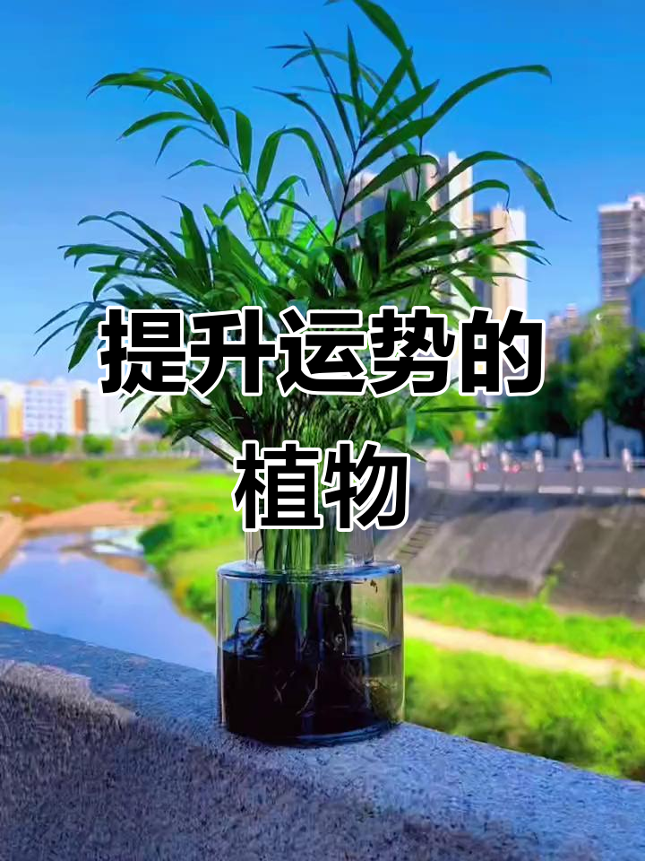 富贵椰子,寓意事业兴旺,适合办公室或家居摆放