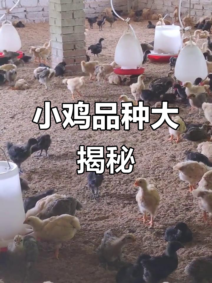 各种小鸡品种,土二、五黑麻鸡,按只销售,运费自理