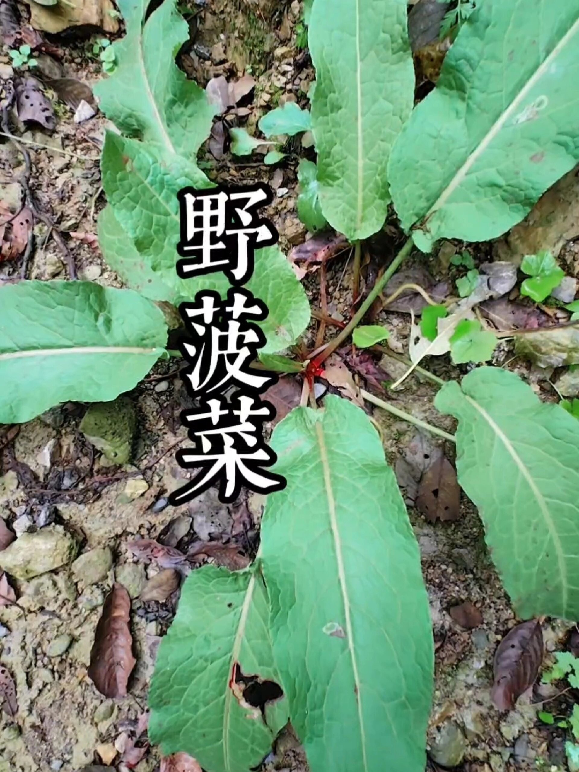 农村这种这野菠菜,它就是土大黄又叫血三七