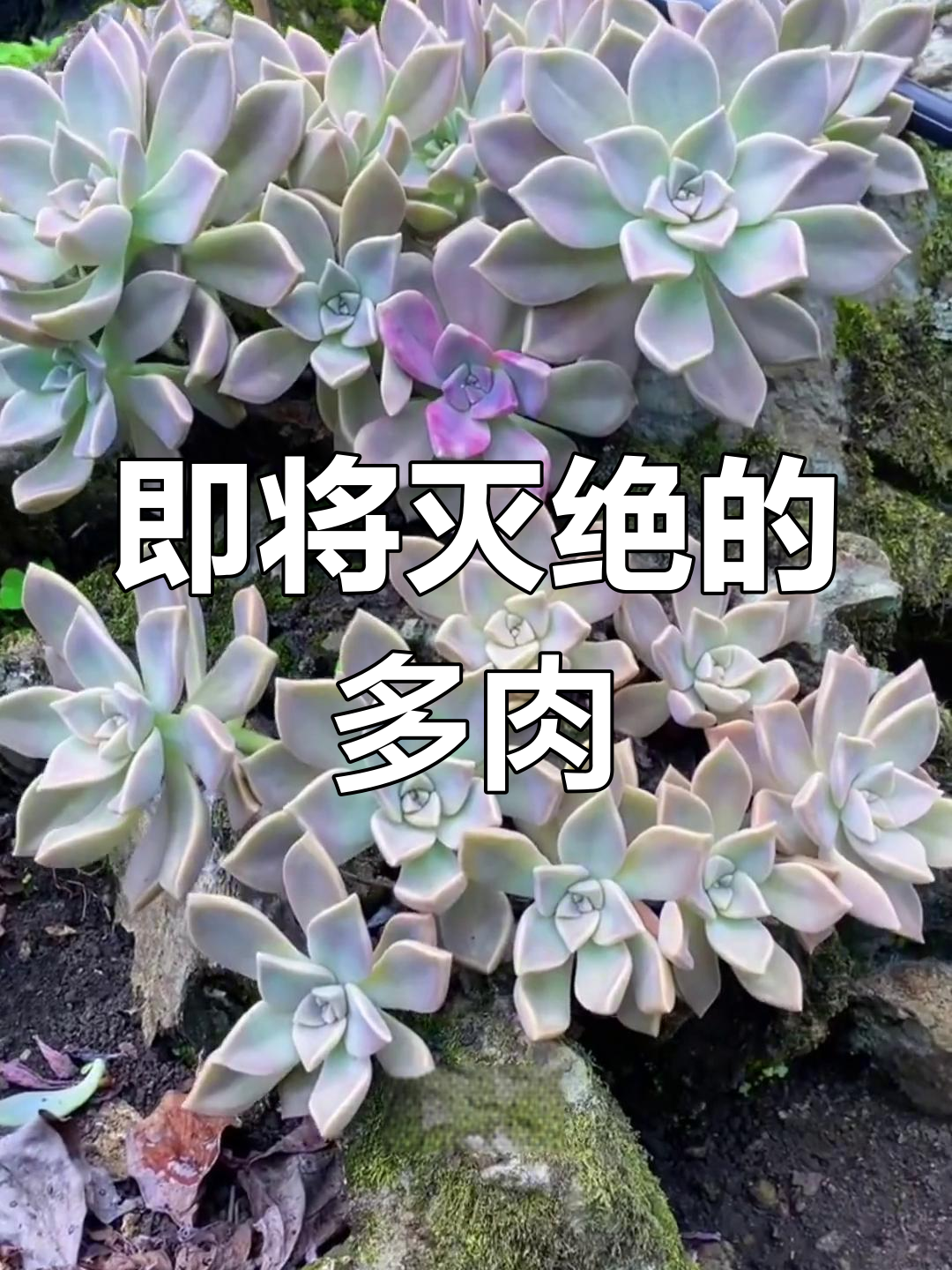 这些多肉品种可能逐渐消失,看看你知道几个?