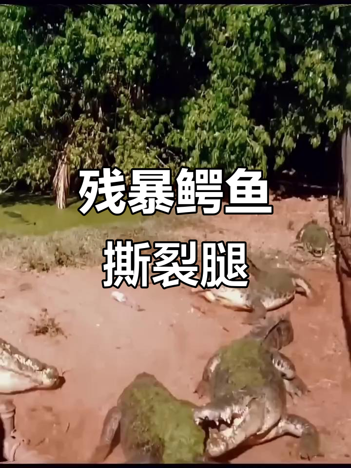 鳄鱼王暴力撕腿，血腥场面震撼来袭