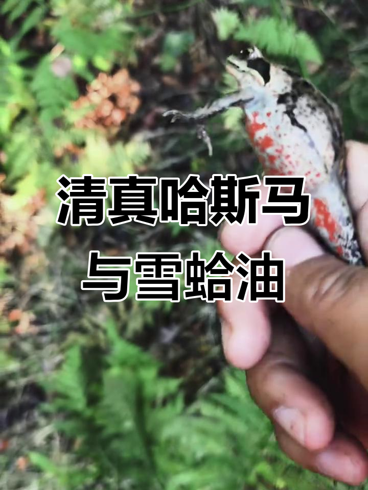 东北名菜清蒸哈什蚂,林蛙油丰富美味