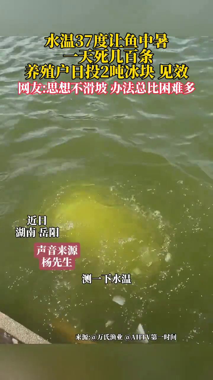 水温37度让鱼中暑，一天死几百条，养殖户日投2吨冰块，见效