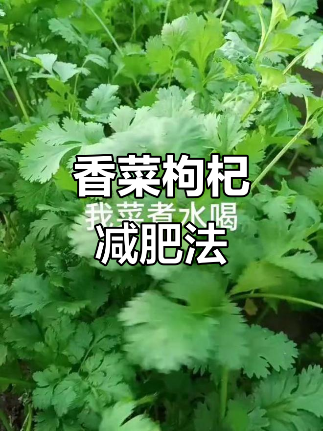 香菜枸杞煮水,早上空腹喝能瘦身